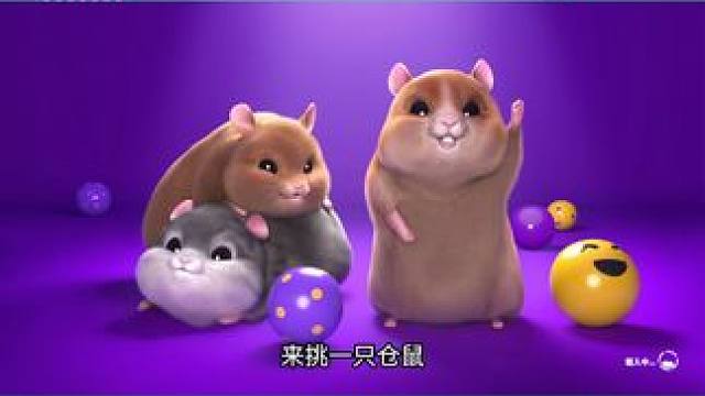 萌宠仓鼠：会自己上厕所和淋浴 #萌宠 #仓鼠