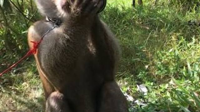 打工猴喝红牛#国外视频分享 #猴子成精 #打工猴