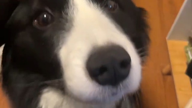 网友：它好像铲牛粪一样铲起你的手！