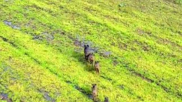 一群膘肥体壮的大野猪#国外视频分享 #野生动物零距离 #野猪泛滥