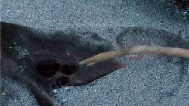 深海人鱼上岸是人类的朋友还是人类的粮食  #奇幻  #魔幻