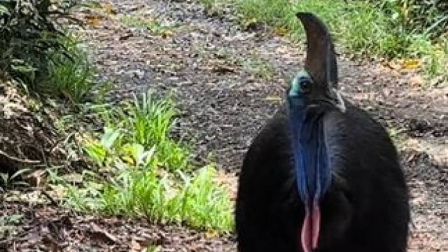 恐龙还活着#国外视频分享 #奇妙的动物 #野生动物零距离