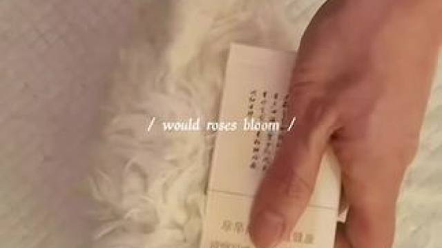 烟盒大小比熊 可真招人喜欢#比熊 #韩系小体比熊宝宝 #萌宠 #这样的小奶狗谁不爱 #幼犬