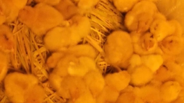 家人们，谁懂啊？小鸡真难养