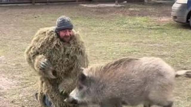 从小养大的野猪#国外视频分享 #奇妙的动物 #野猪