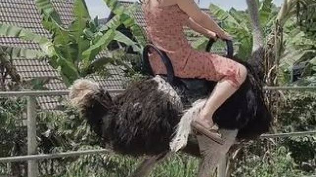 骑个鸟 #国外视频分享 #奇妙的动物 #鸵鸟