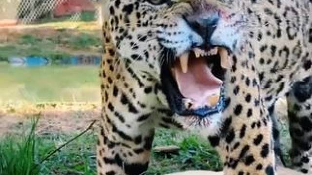 它竟然知道水下有吃的 #国外视频分享 #奇妙的动物 #野生动物零距离