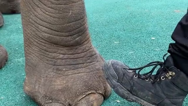 只要大象一失足，人即成千古恨。