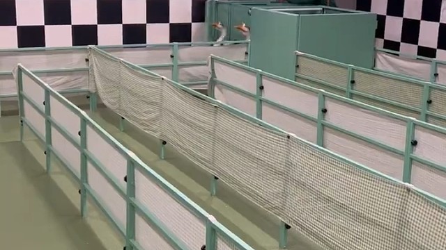 奇闻：赛鸭！
网友：最后一名的可以给带回家吧，给它点温暖！