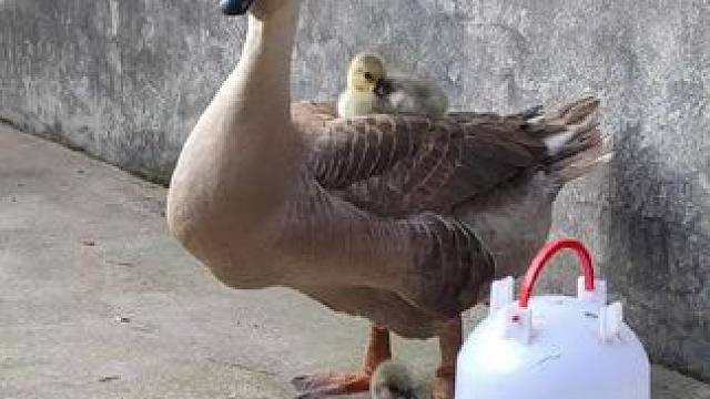 没想到鹅妈妈的偏爱也如此明显