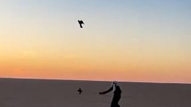 阿拉伯土豪训练鹰隼贴地飞行#国外视频分享 #奇妙的动物 #萌宠