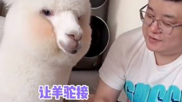 对面：你只会一个嗯吗 羊驼：嗯 #娱乐评论大赏 #羊驼 #诈骗电话