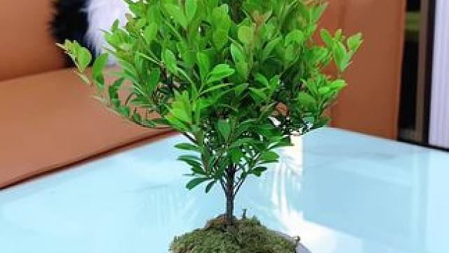 #小叶赤楠又叫金丝楠木，春天来了，可以在客厅办公桌养上绿植 #精品盆栽#精品盆景