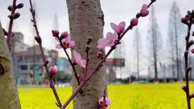 看了油菜花和樱花，要准备看桃花了#春暖花开的季节到了 #三月的贵州是花的海洋 #桃花 #春暖花开来贵