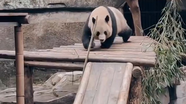 功夫熊猫之真实版！