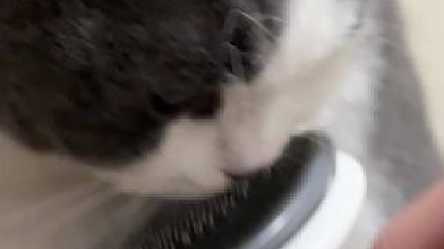 #记录猫咪日常 #谁能拒绝傻憨憨的小猫咪 #这小猫谁养谁不迷糊啊