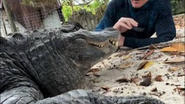 国外小伙和他的宠物鳄鱼#国外视频分享 #野生动物零距离 #专业操作请