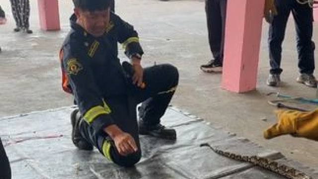 泰国消防队教头指导年轻消防员捉蟒蛇#国外视频分享 #野生动物零距离 