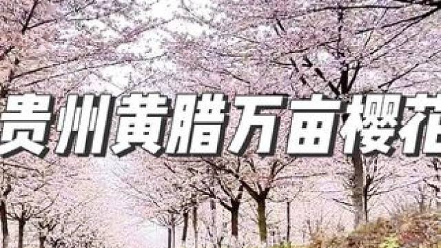 又是一片贵州万亩樱花即将盛开#贵州赏花攻略 #黄腊万亩樱花园 #春日赏花好去处 #带你看樱花 #贵州