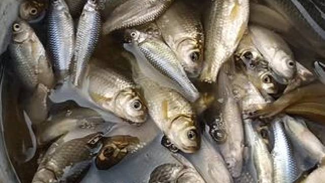 半天时间钓了一百多条