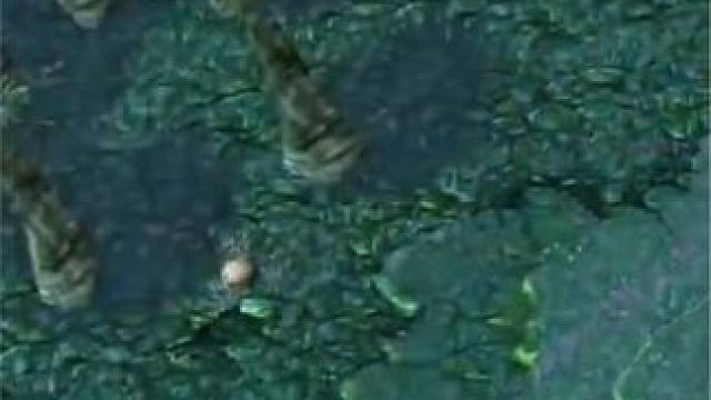 （一）大熊原声大碟，风筝面纱+五级红杖帕克，一路杀穿对手！