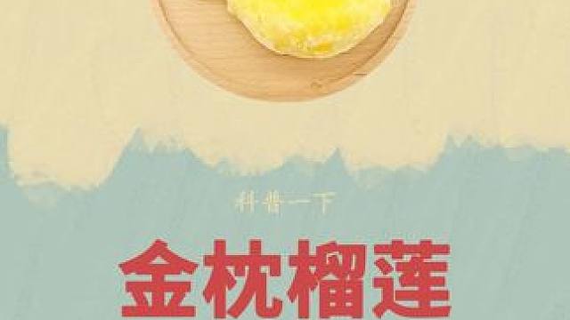 原来榴莲时这样采摘的#榴莲 #制作过程 #采摘过程 #榴莲爱好者 #金枕榴莲