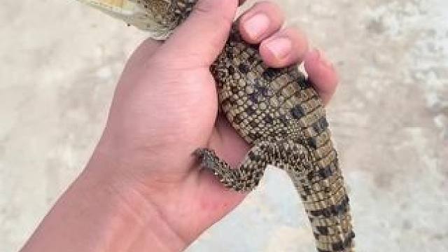 漂亮小宠物，太活跃了