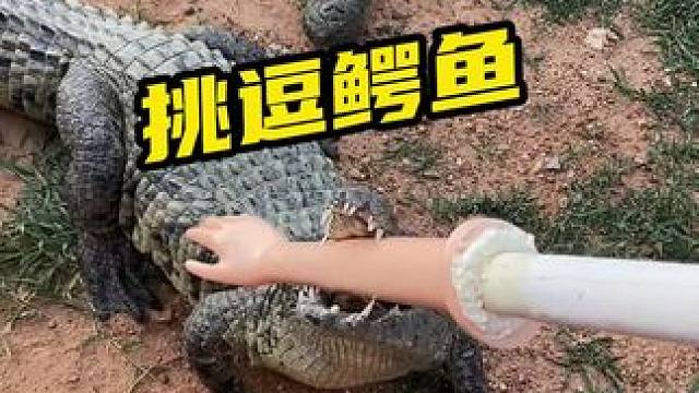 挑逗鳄鱼#鳄鱼养殖场 #鳄鱼养殖大户 #鳄珍鳄鱼酒
