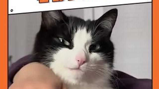 它勾唇微微一笑，小人类，你逃不掉的#霸总 #猫咪 #可爱