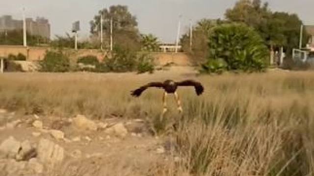 宠物金雕 #国外视频分享 #奇妙的动物 #萌宠