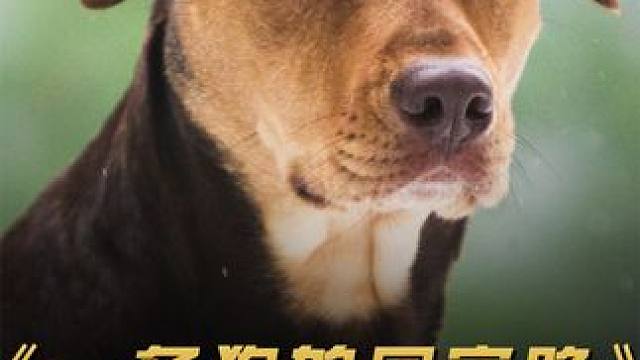 狗狗历经1200个日夜，跨越800多公里，只为再次见到主人 #感人