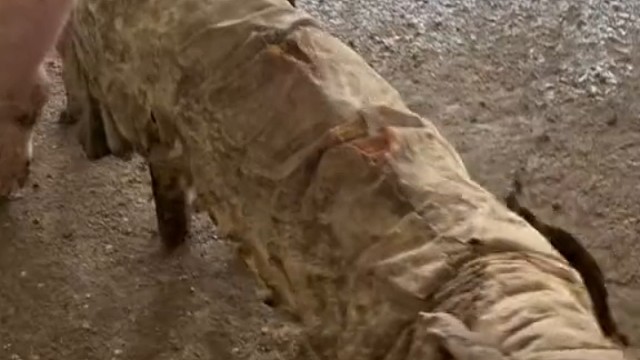 浴火重生，凤凰涅槃