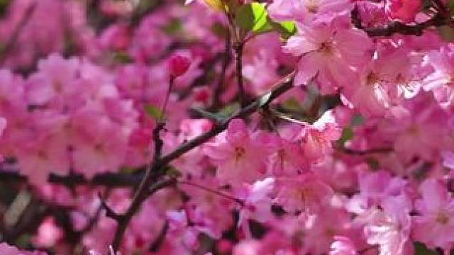 别上班了出来看花吧，错过就要等明年了#春暖花开的季节到了 #治愈系风景 #昆明旅行