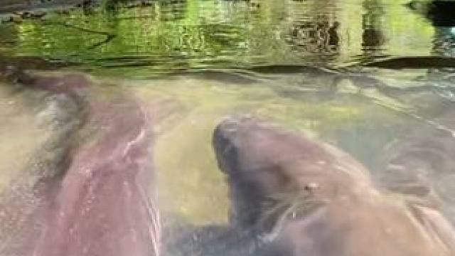 这一群就是一个小型发电站#国外视频分享 #奇妙的动物 #电鳗