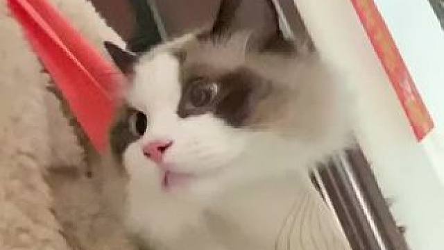 2021年3月14日的喜旺#猫猫真的好像个小宝宝