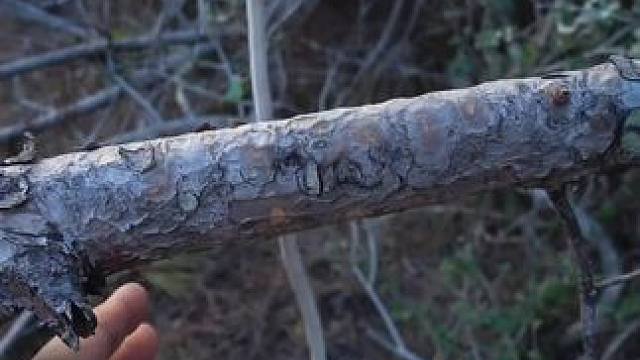 户外绳结技巧#露营报告 #露营技巧报告