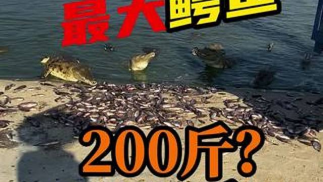 养殖场最大鳄鱼有多大？#鳄鱼养殖场 #鳄珍鳄鱼酒