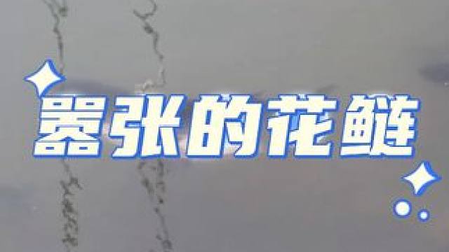真嚣张，虽然我是过来追焦的。
＃秦山村，离大圆小球驿站不远 #风浪越大鱼越多 #鱼儿自由自在的水中游