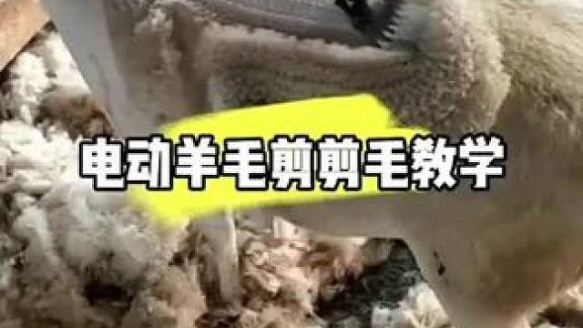 #剪羊毛 #养羊人 #久昂电动羊毛剪