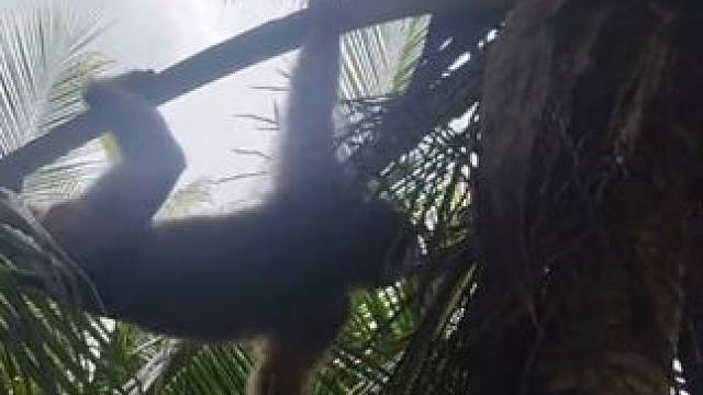 打工猴摘椰子#国外视频分享 #猴子成精 #打工猴