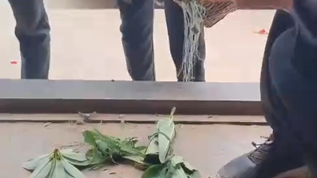 松茸， 蘑菇里的极品！！