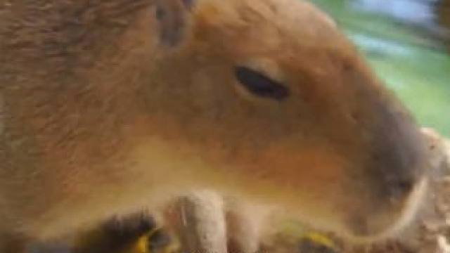 真的很羡慕卡皮巴拉的精神状态 #水豚 #卡皮巴拉 #精神状态良好