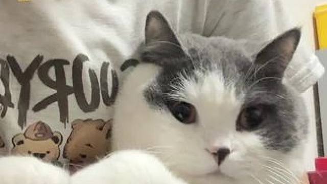 #被迫营业的猫猫 #谁能拒绝傻憨憨的小猫咪 #猫猫真的好像个小宝宝
