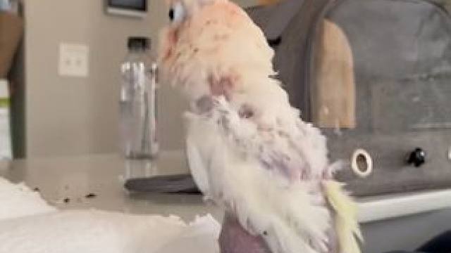 鸟中二哈#国外视频分享 #奇妙的动物 #萌宠