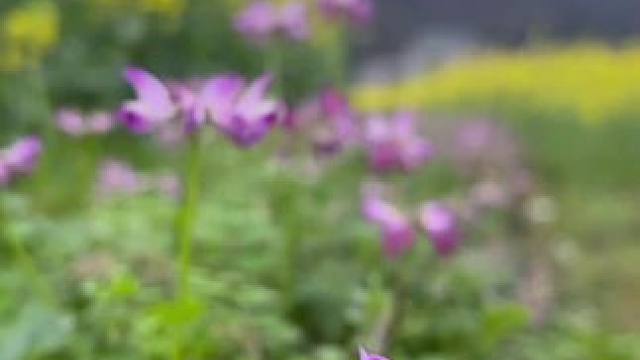 #一花一草一世界 #春暖花开奔你而来 #治愈系风景