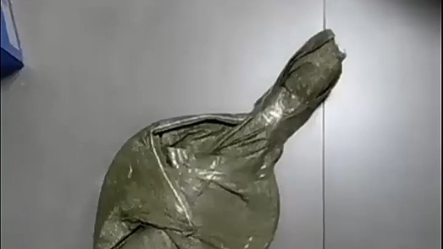 我以为你买了个王八呢