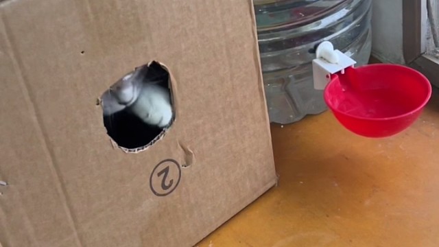 根本抓不住，它会反抗拼命挣扎