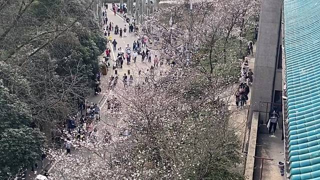 来武汉大学看樱花