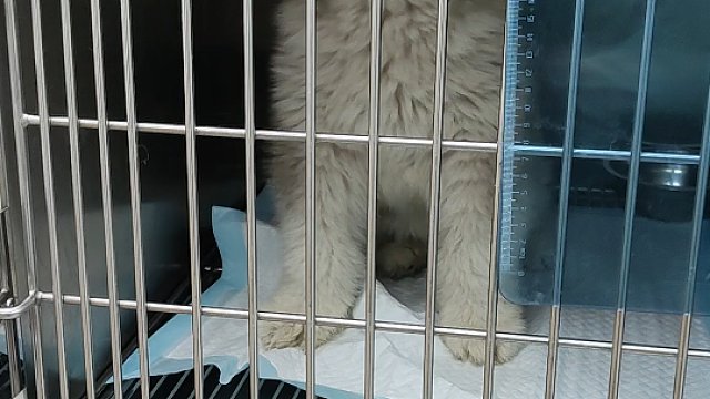 有一种清澈的愚蠢