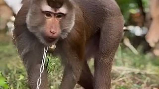 打工猴的快乐时光#国外视频分享 #猴子成精 #动物的迷惑行为